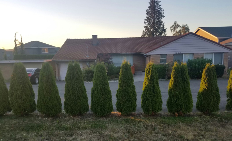 Outside view of Ace Haven home with the pine trees in front